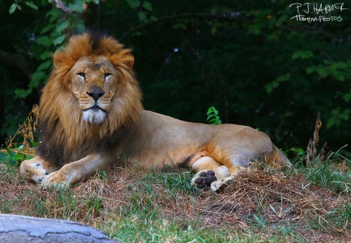 Good to be king. 